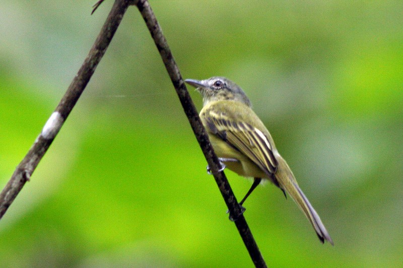 Yellow-olive Flatbill - ML205928511