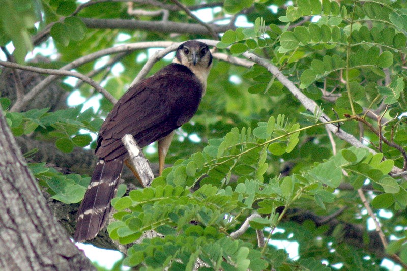 Collared Forest-Falcon - ML205928521