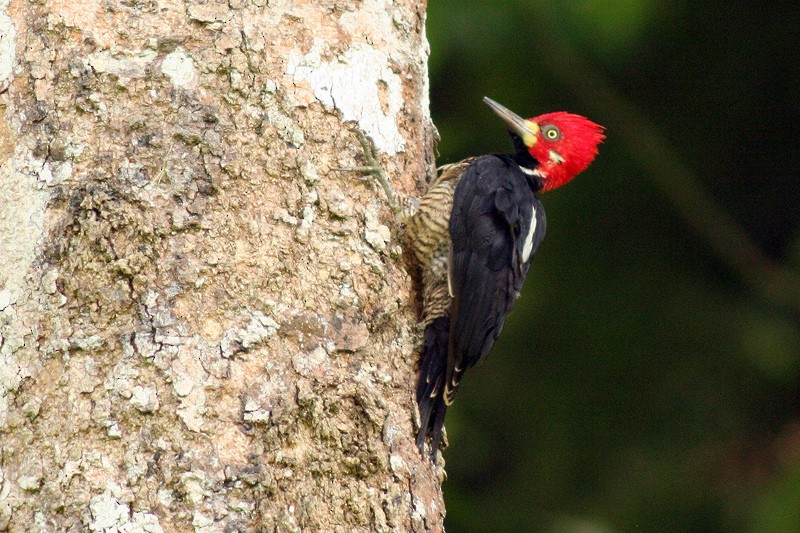 Crimson-crested Woodpecker - ML205928531