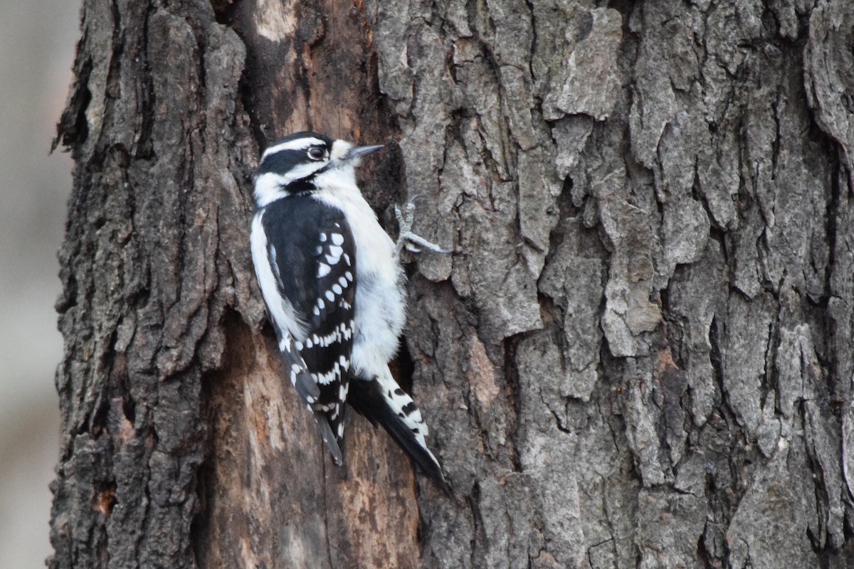 Downy Woodpecker - ML205928821