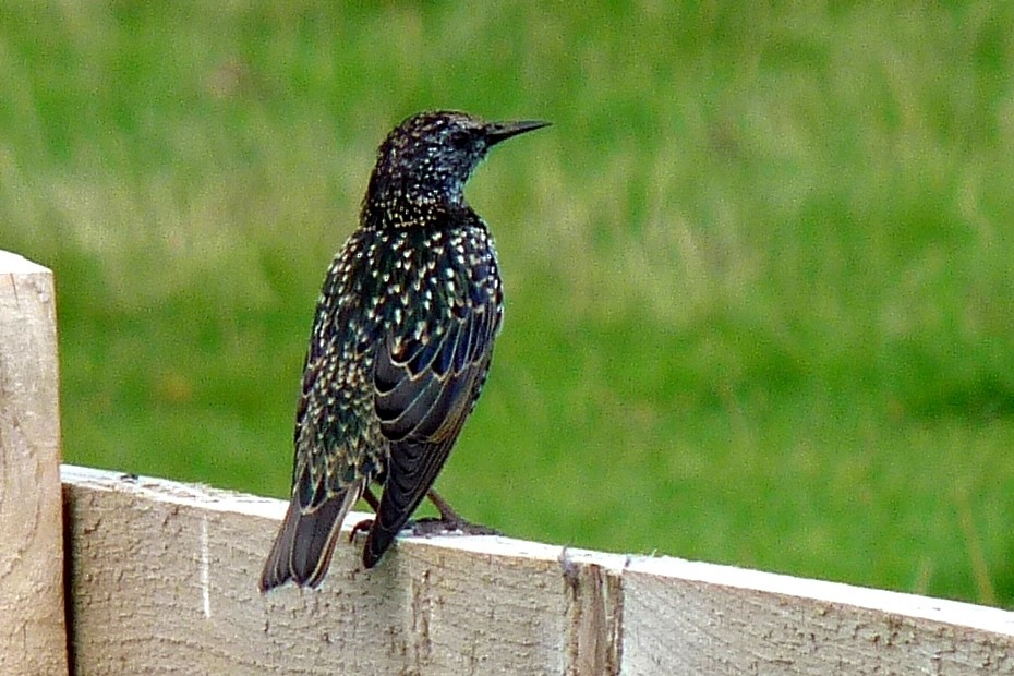 European Starling - ML205929141