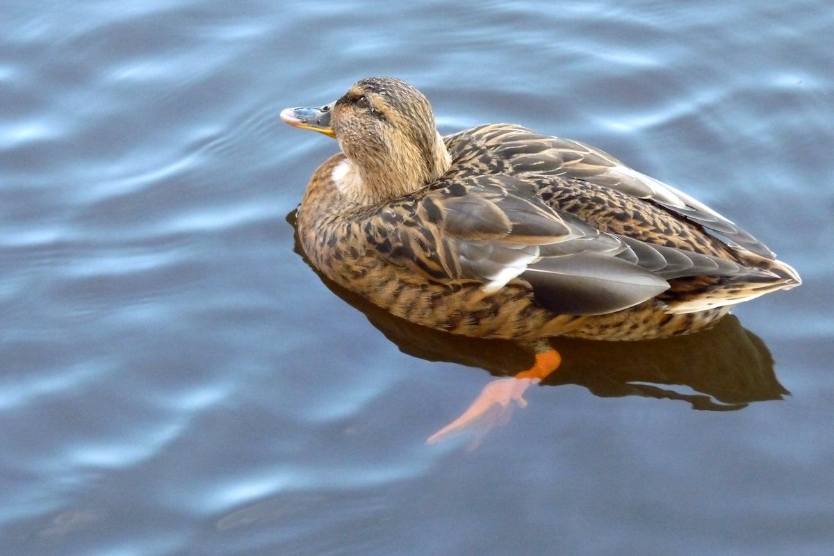 Mallard - ML205929261