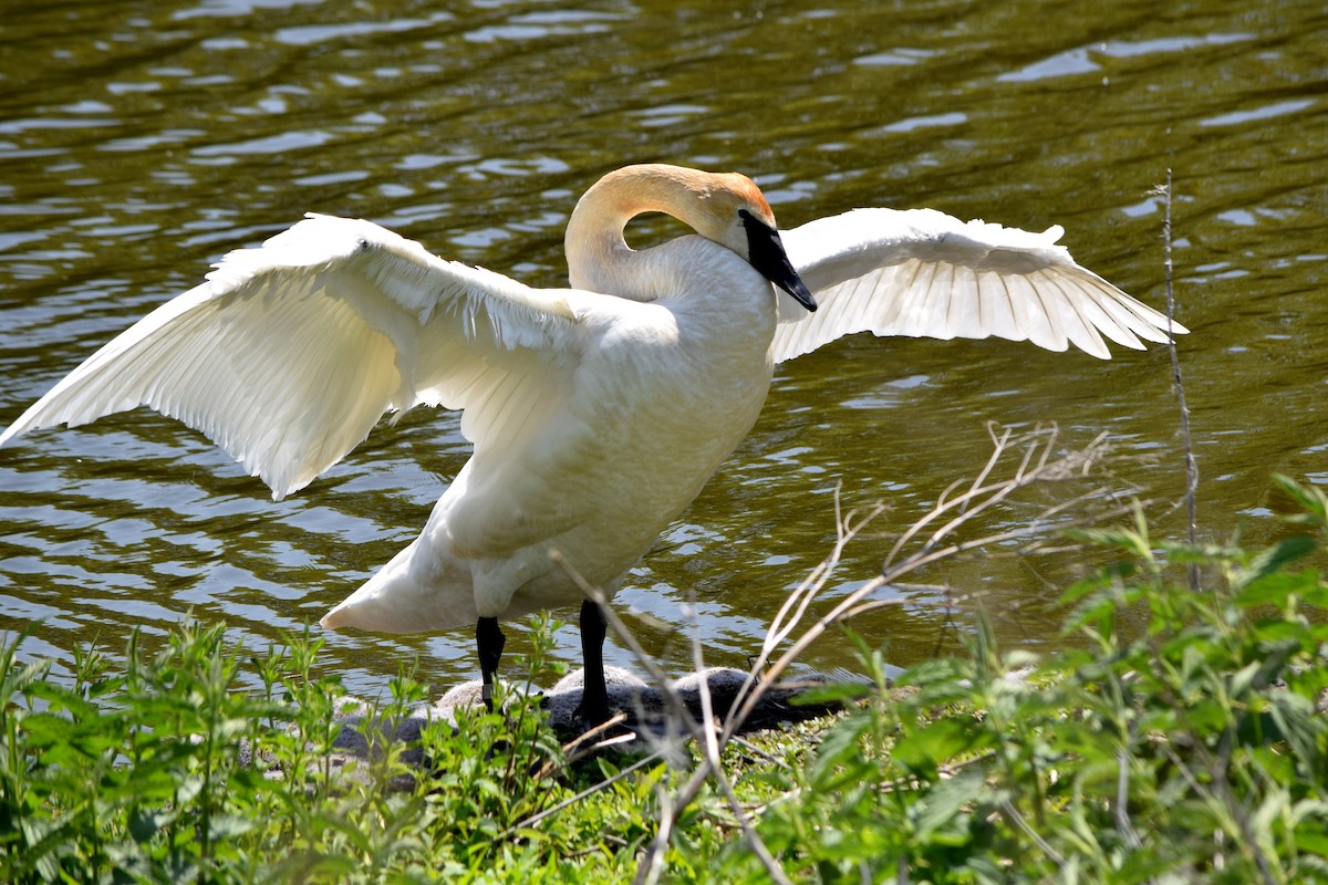 Trumpeter Swan - ML205929291