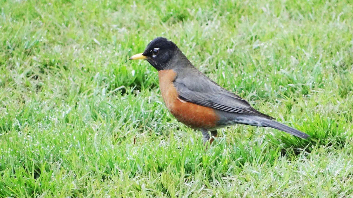 American Robin - ML205929541