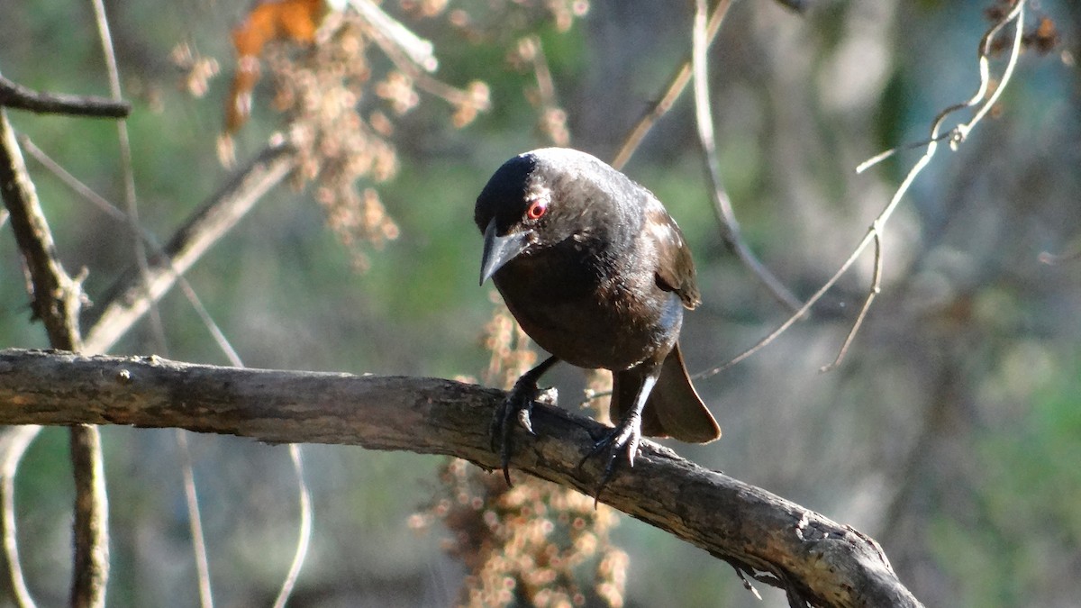 Bronzed Cowbird (Bronzed) - ML205929561