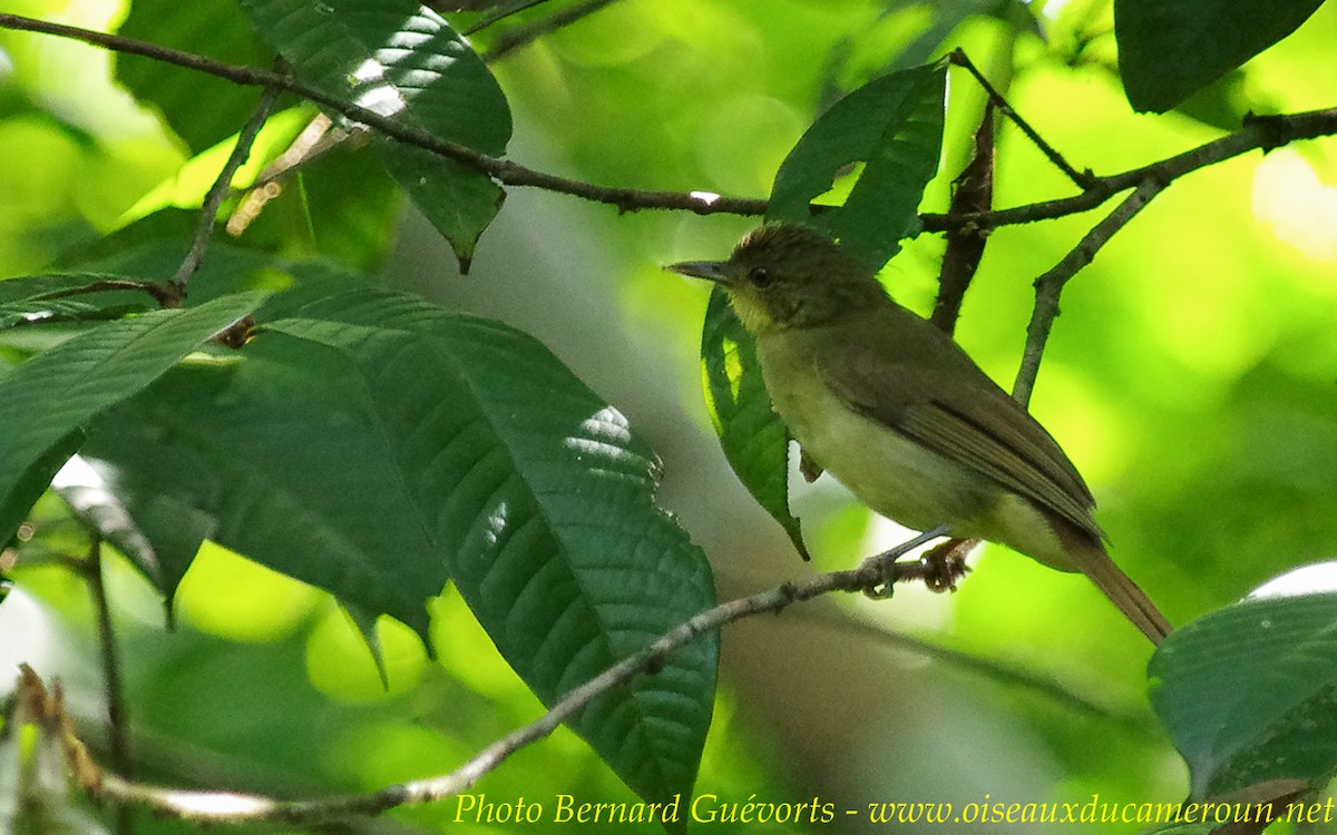 Icterine Greenbul - Bernard Guevorts