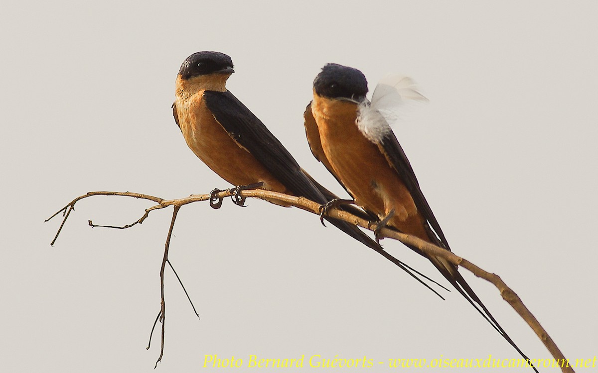 Rufous-chested Swallow - Bernard Guevorts