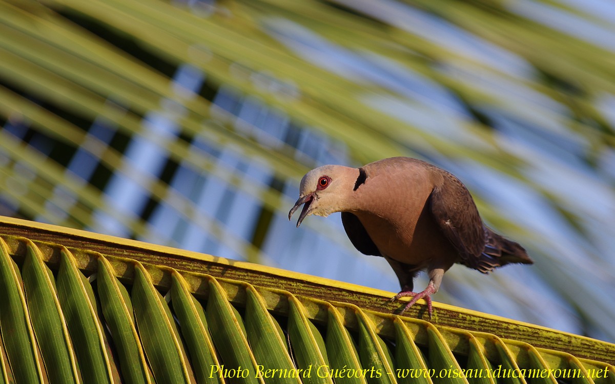 Red-eyed Dove - ML205930341