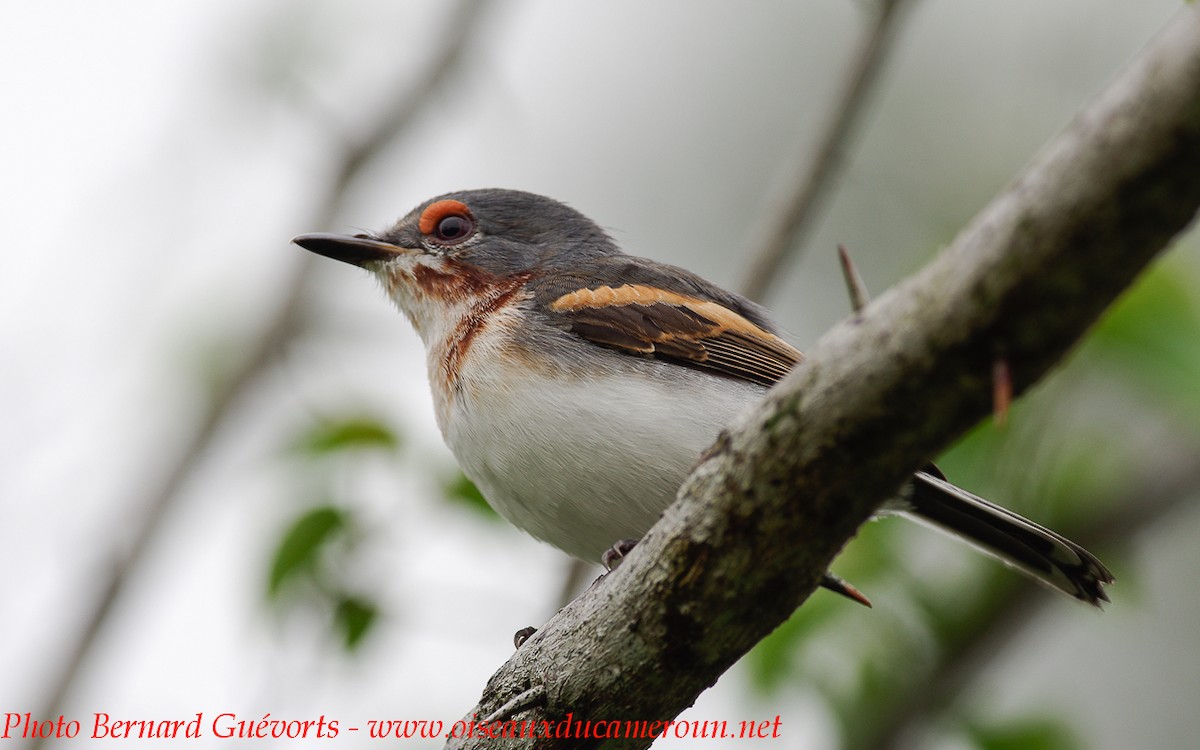 Brown-throated Wattle-eye - Bernard Guevorts