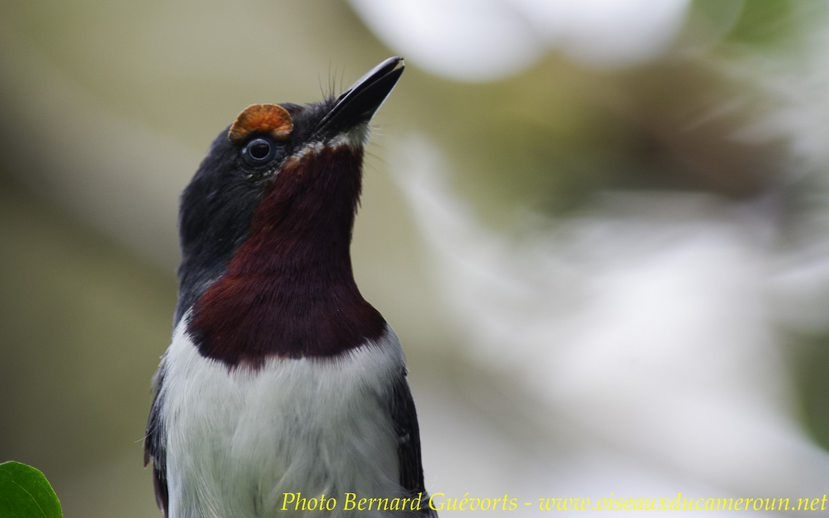 Brown-throated Wattle-eye - Bernard Guevorts