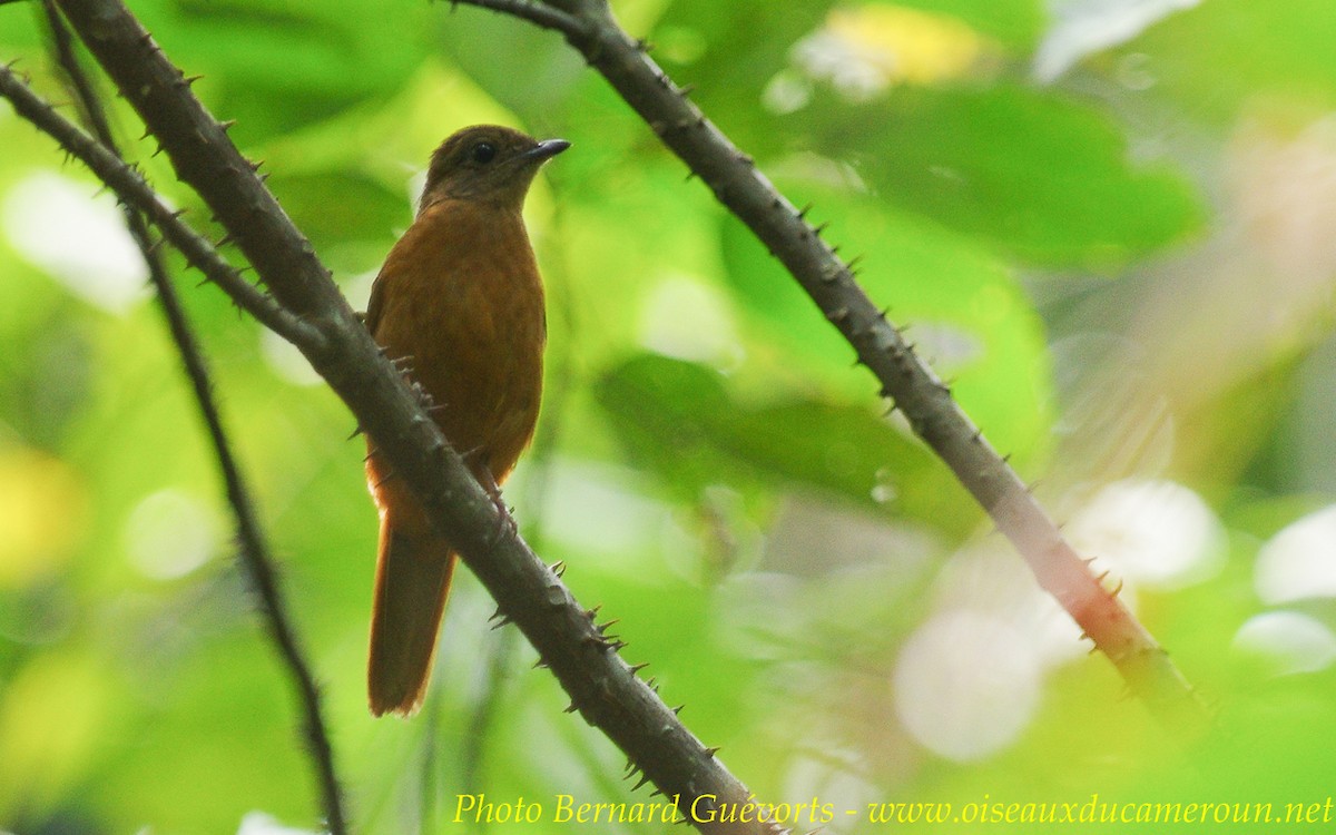 Rufous Flycatcher-Thrush - Bernard Guevorts