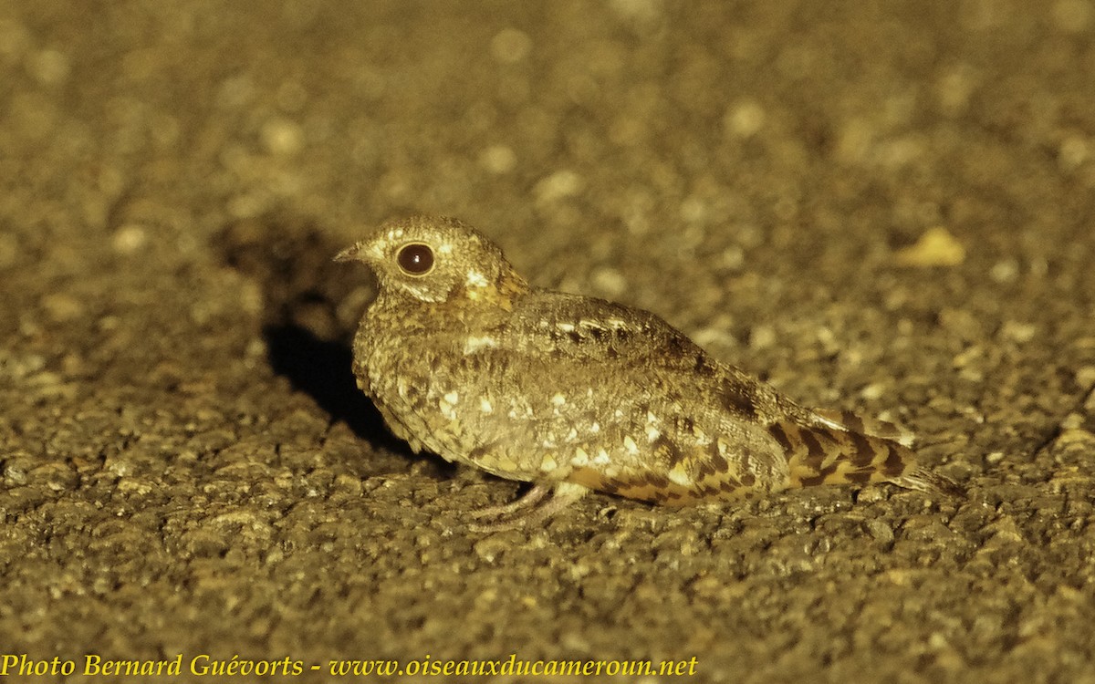 Plain Nightjar - ML205930521