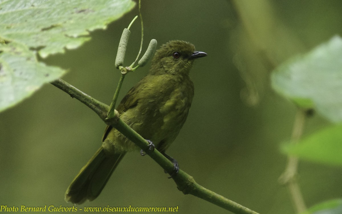 Cameroon Mountain Greenbul - Bernard Guévorts