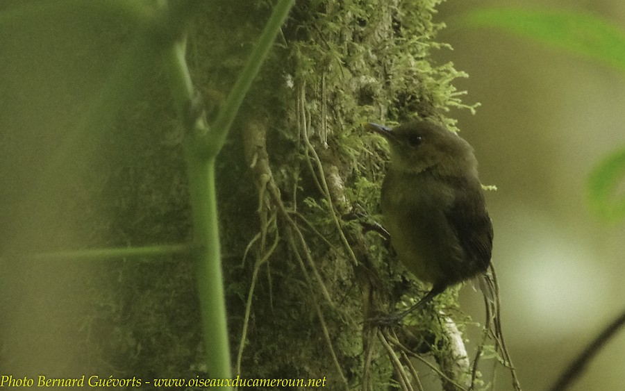 White-tailed Warbler (Alexander's) - eBird