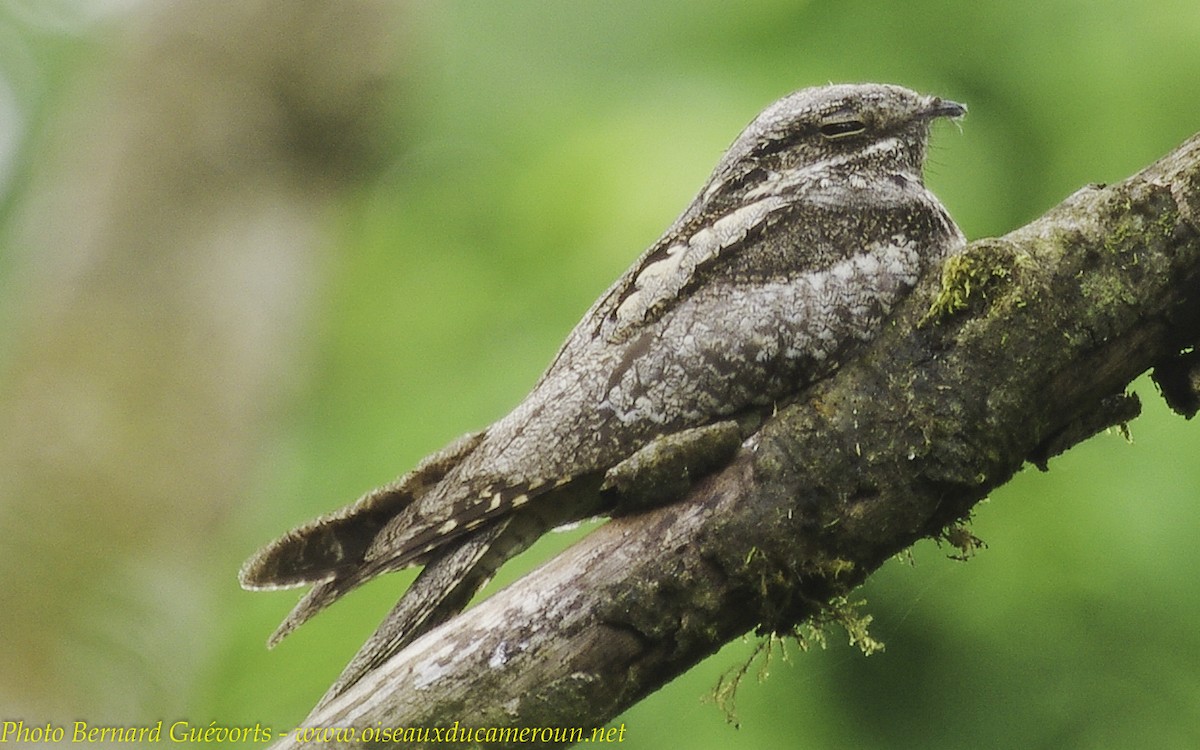 Eurasian Nightjar - ML205930601