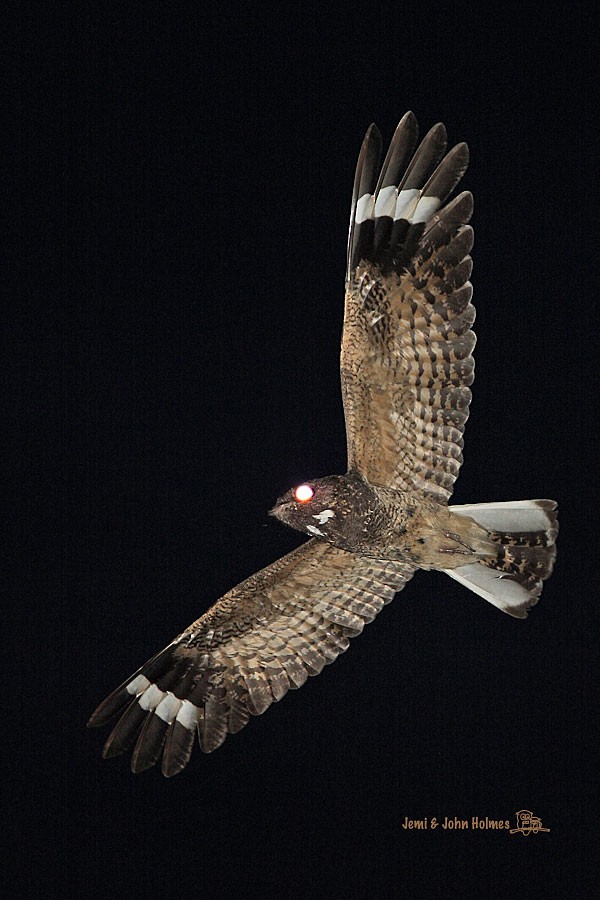 Savanna Nightjar - John and Jemi Holmes