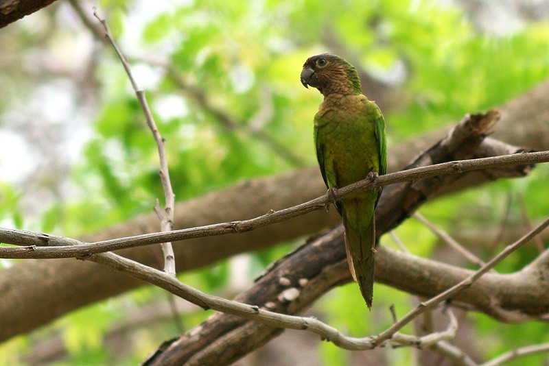 Brown-throated Parakeet (Brown-throated) - Karla Perez Leon