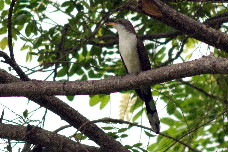 Yellow-billed Cuckoo - ML205930971