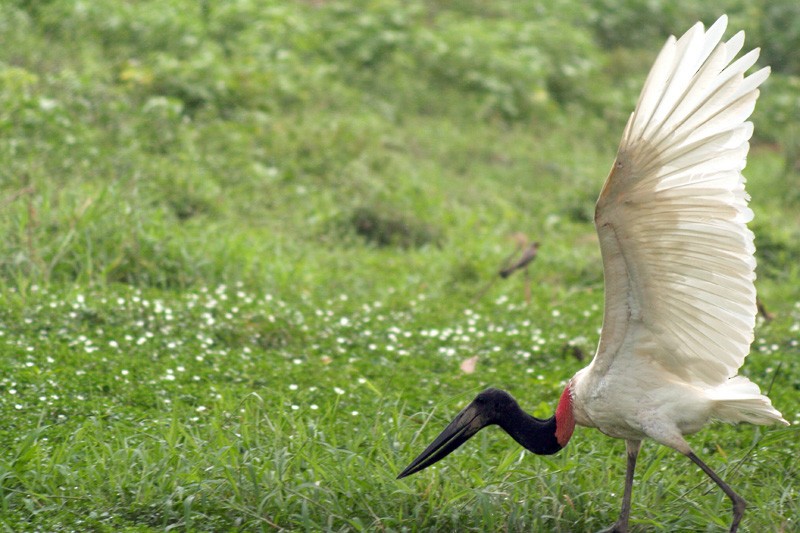 čáp jabiru - ML205930981