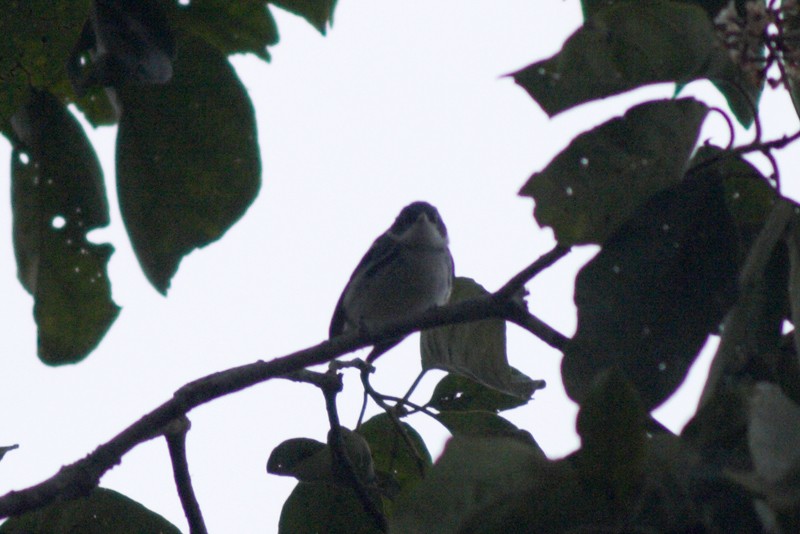 Cerulean Warbler - Karla Perez Leon