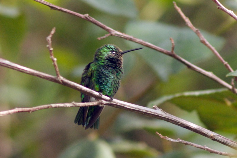 Narrow-tailed Emerald - ML205931011