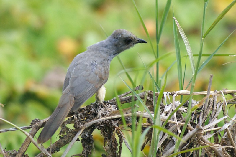 Dwarf Cuckoo - ML205931151