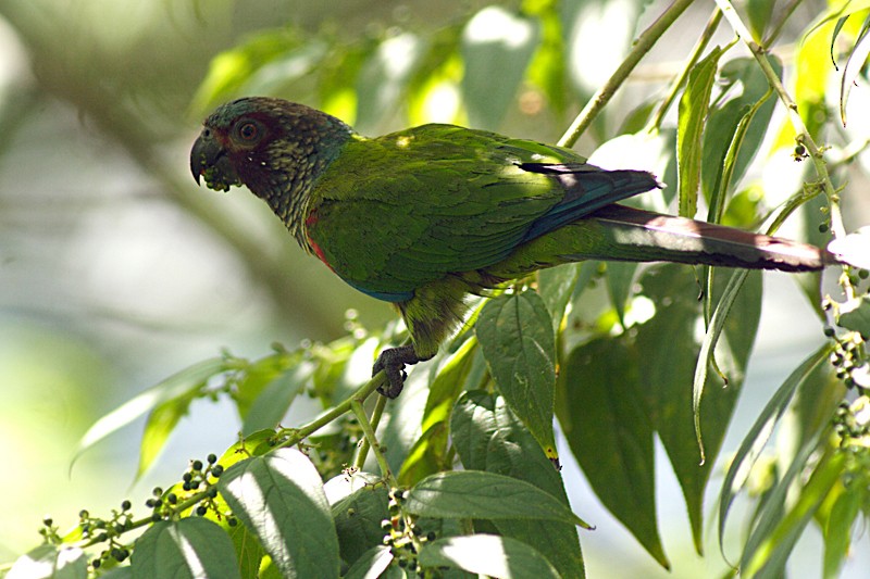 Painted Parakeet (Venezuelan) - ML205931231