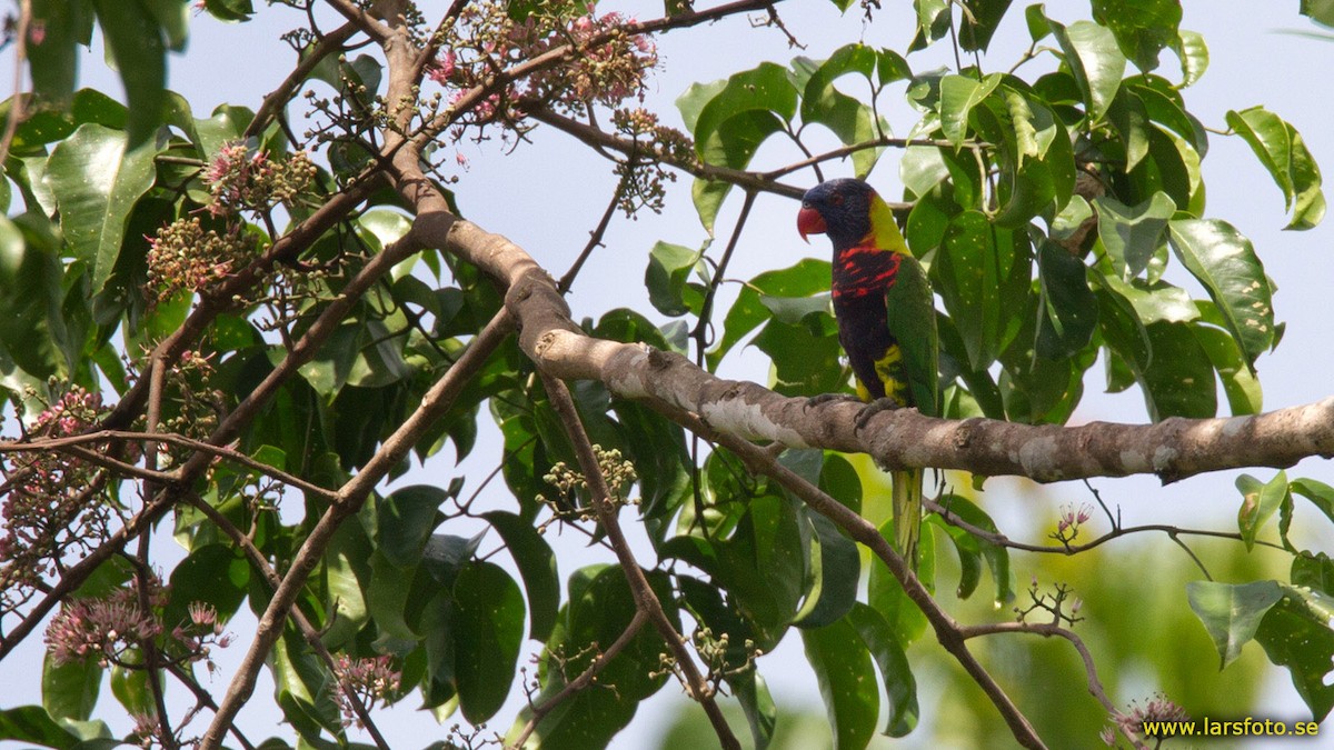 Biak Lorikeet - ML205931411