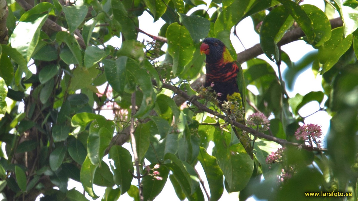 Biak Lorikeet - ML205931421