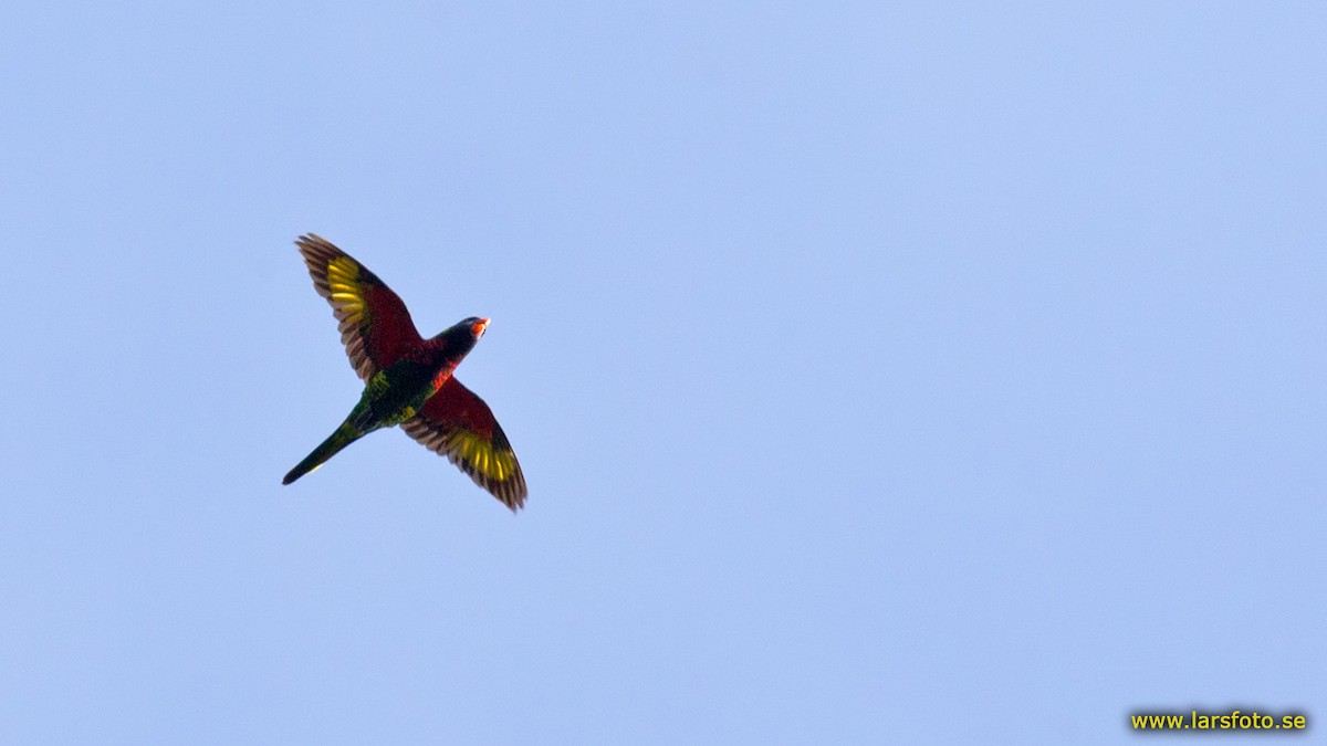 Coconut Lorikeet - Lars Petersson | My World of Bird Photography