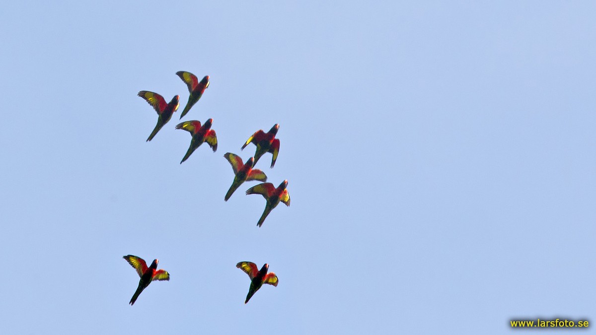 新幾內亞彩虹吸蜜鸚鵡 - ML205931441