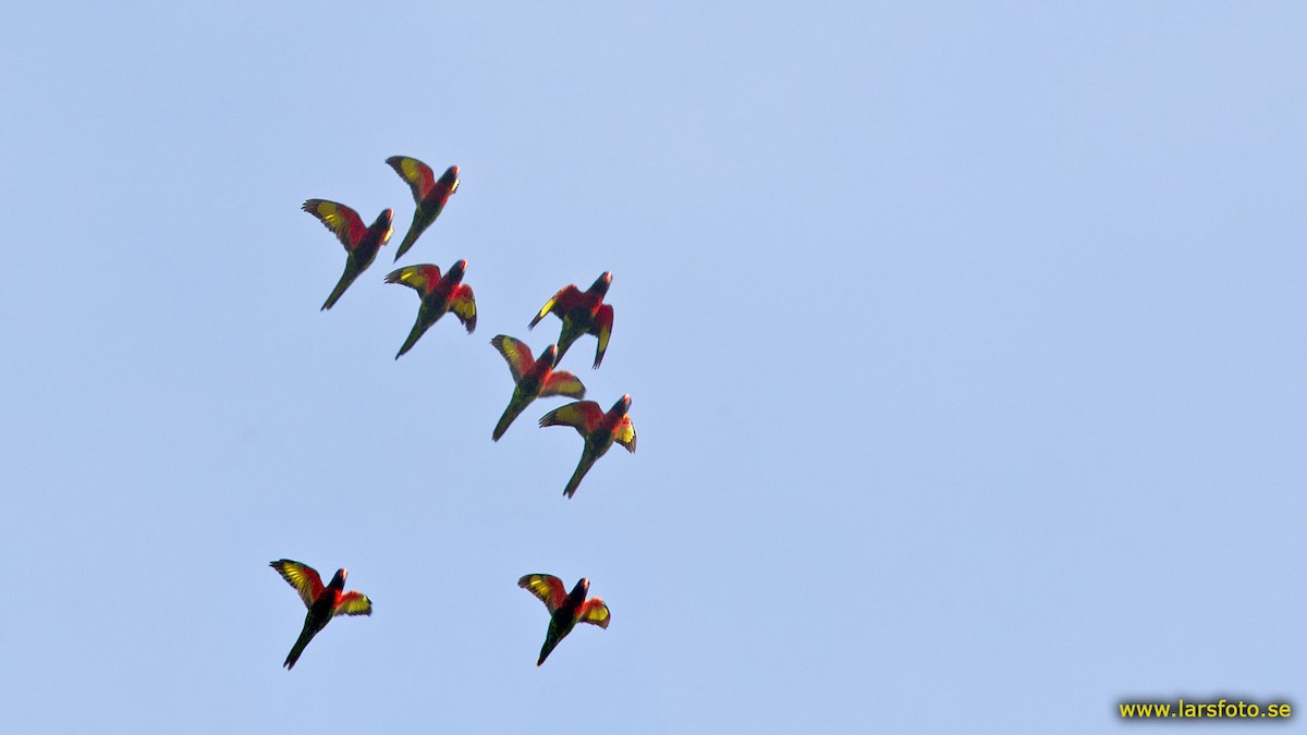 Coconut Lorikeet - ML205931441