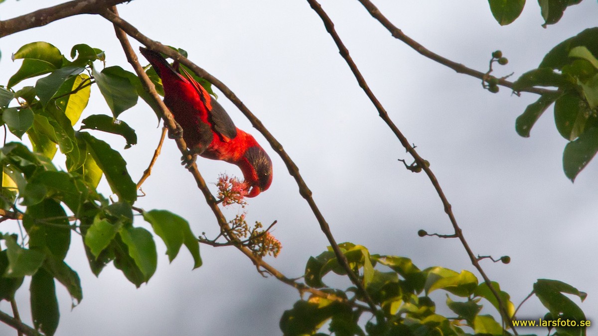 Black-winged Lory - Lars Petersson | My World of Bird Photography