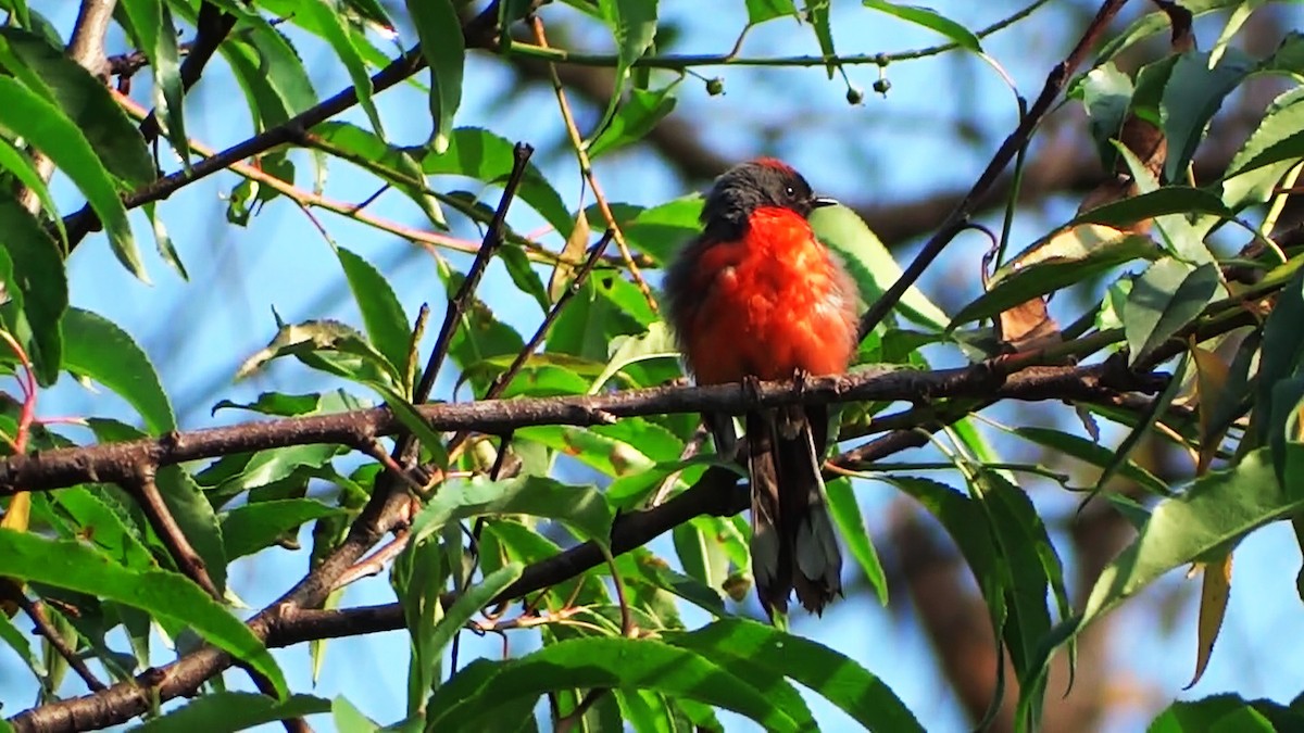 Slate-throated Redstart - Hector Ceballos-Lascurain