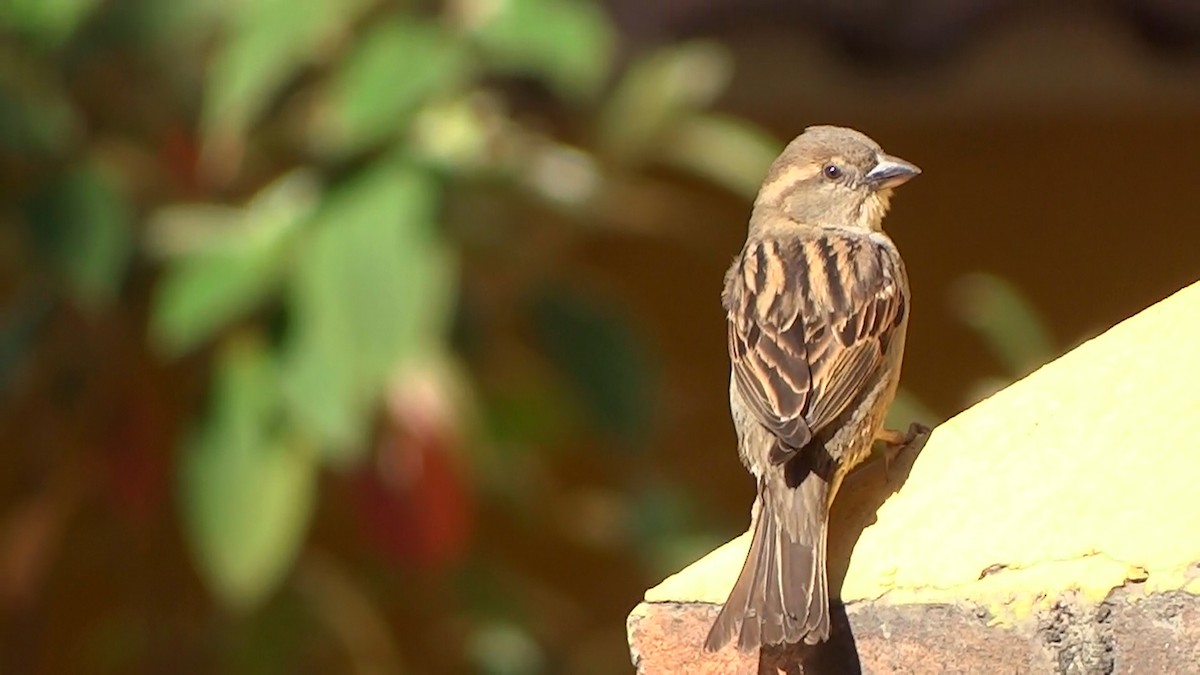 House Sparrow - ML205931981