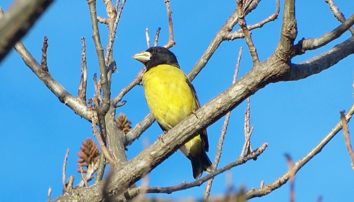 Hooded Grosbeak - ML205932301