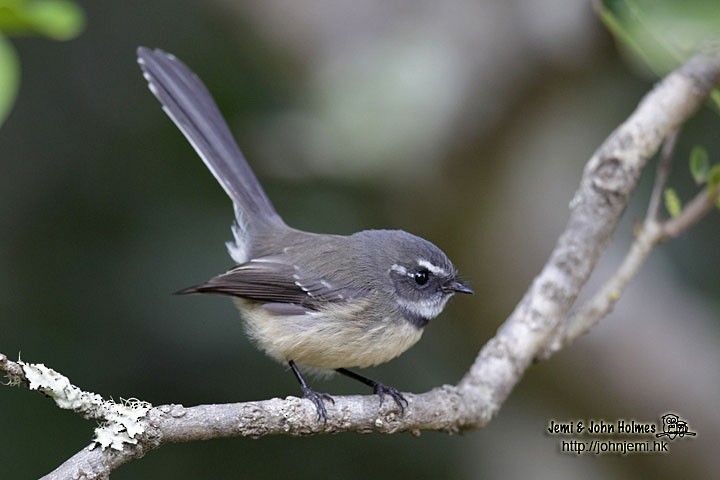 Gray Fantail - John and Jemi Holmes