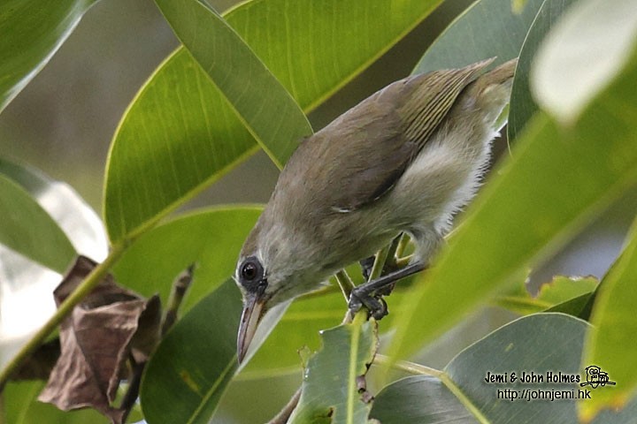 Bare-eyed White-eye - ML205932571