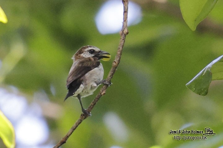 Mottled Flowerpecker - ML205932651