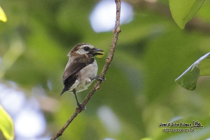 Mottled Flowerpecker - ML205932651