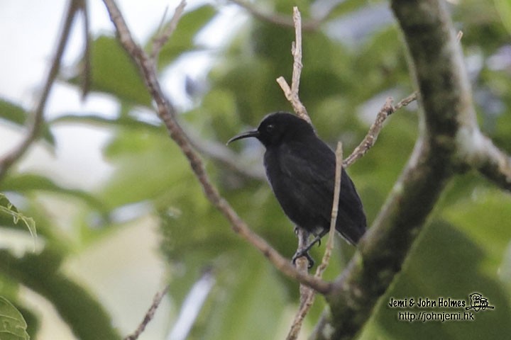 Sooty Myzomela - John Holmes