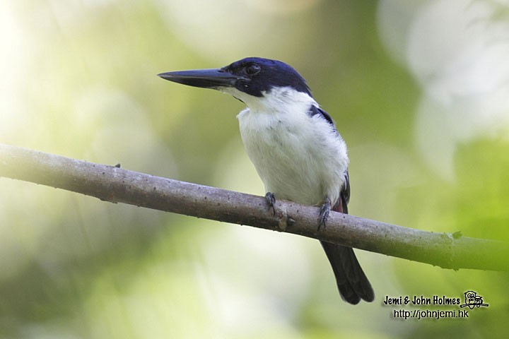 Ultramarine Kingfisher - John and Jemi Holmes