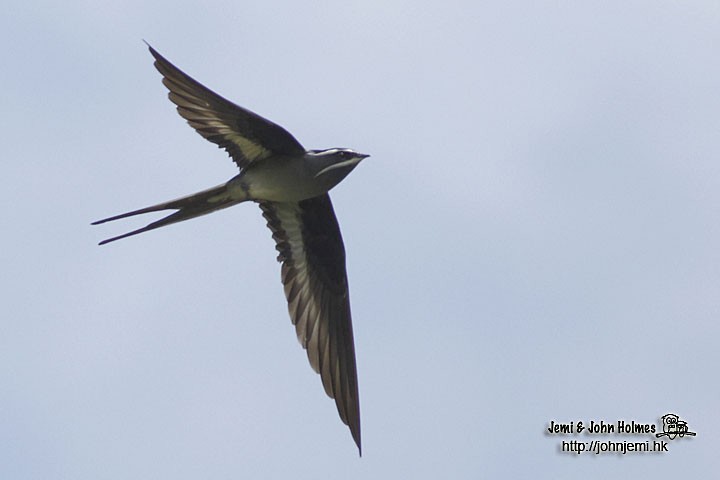 Moustached Treeswift - ML205932921