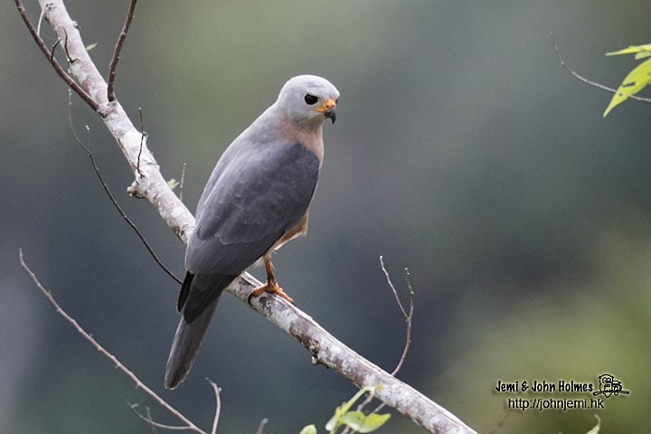 Azor Variable (grupo hiogaster) - ML205932971