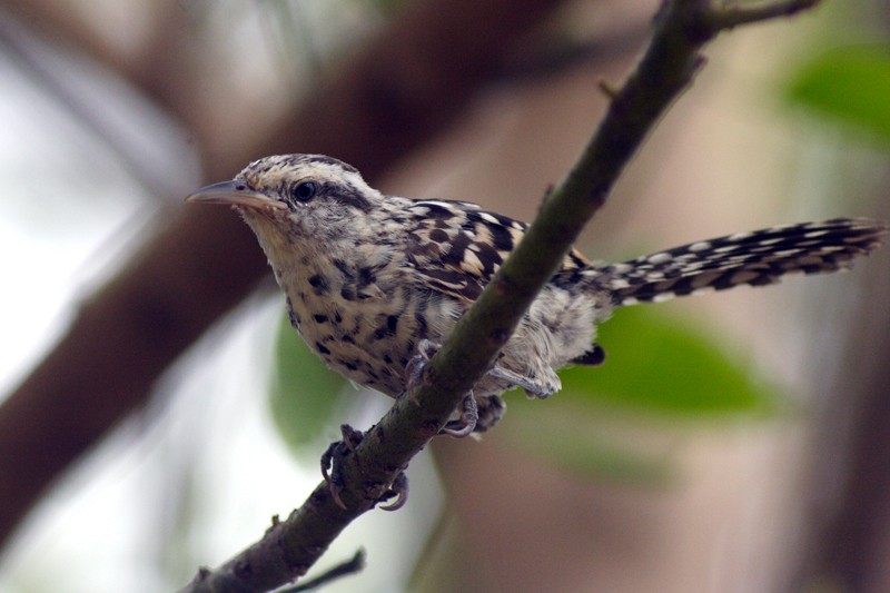Stripe-backed Wren - ML205933121