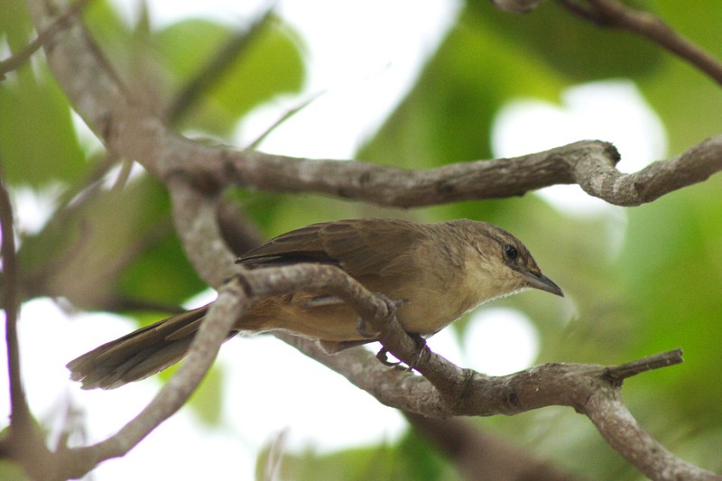 Plain Thornbird - Karla Perez Leon