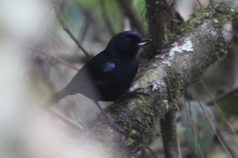 Glossy Flowerpiercer - ML205933321