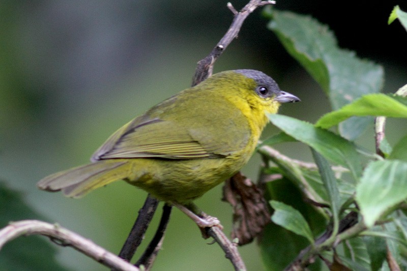 Gray-capped Hemispingus - ML205933351