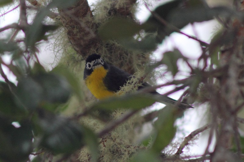 White-fronted Redstart - ML205933391