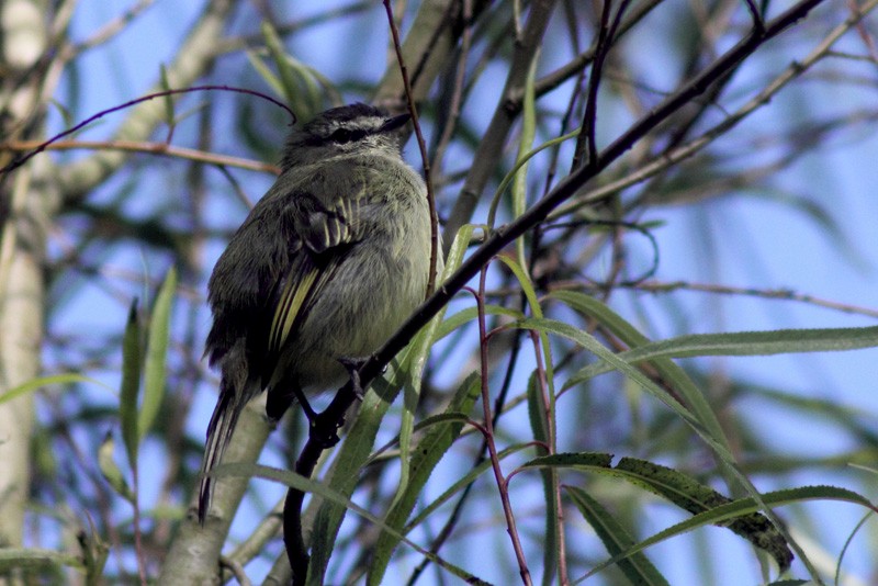 Spectacled Tyrannulet - ML205933481